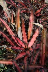 Pink and Bronze Earth Star, Cryptanthus bromelioides 'Pink and Bronze'